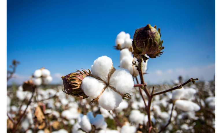 Talking Cotton? Organic Cotton is the King, and How to Choose the Best Cotton Explained